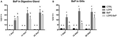 Microplastics as Vehicles of Environmental PAHs to Marine Organisms: Combined Chemical and Physical Hazards to the Mediterranean Mussels, Mytilus galloprovincialis